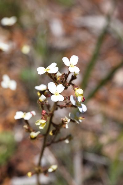 Stylidium ciliatum, photographed by Hugo Innes