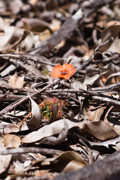 Drosera hyperostigma, photographed by Hugo Innes