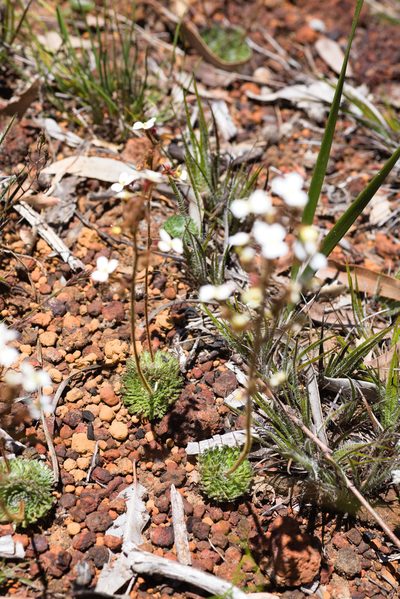 Stylidium ciliatum, photographed by Hugo Innes