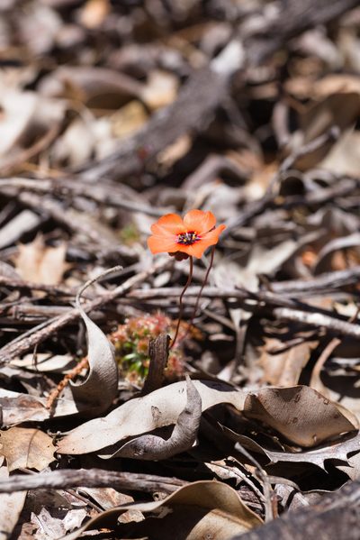 Drosera hyperostigma, photographed by Hugo Innes