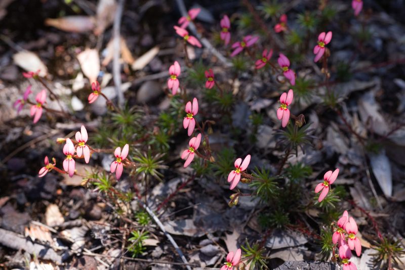 Stylidium recurvum, photographed by Hugo Innes