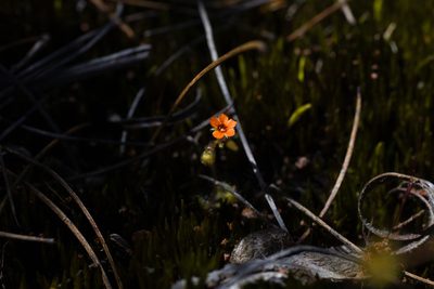 Drosera glanduligera, photographed by Hugo Innes