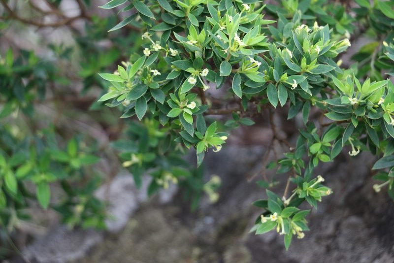 Pimelea umbratica, photographed by Greg Tasney