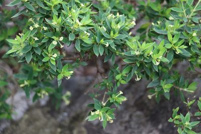 Pimelea umbratica, photographed by Greg Tasney