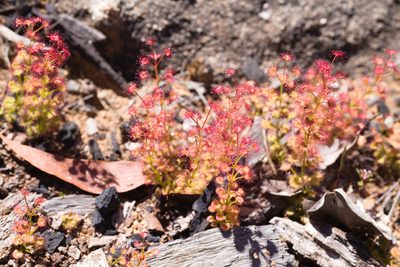 Drosera stolonifera, photographed by Hugo Innes