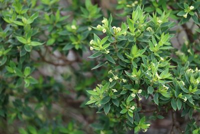 Pimelea umbratica, photographed by Greg Tasney