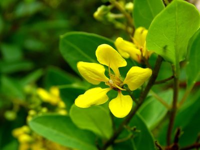 Galphimia paniculata, photographed by Alexis López Hernández