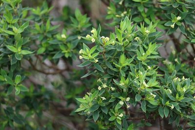 Pimelea umbratica, photographed by Greg Tasney