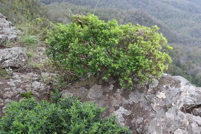 Pimelea umbratica, photographed by Greg Tasney