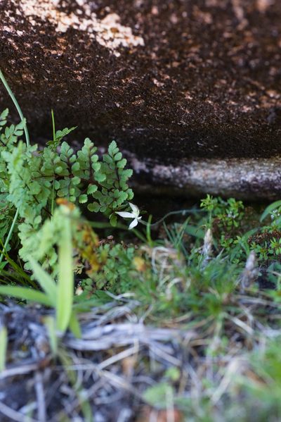 Caladenia marginata, photographed by Hugo Innes