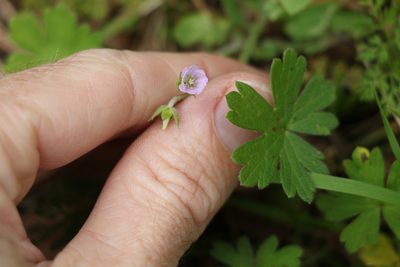 Geranium solanderi, photographed by Greg Tasney