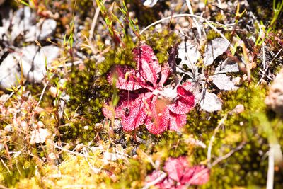 Drosera rosulata, photographed by Hugo Innes