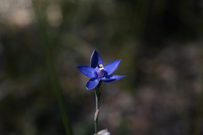 Thelymitra graminea, photographed by Hugo Innes