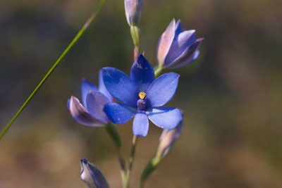 Thelymitra crinita, photographed by Hugo Innes