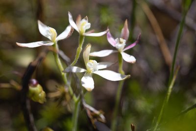 Caladenia marginata, photographed by Hugo Innes