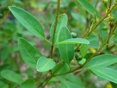 Galphimia paniculata, photographed by Alexis López Hernández