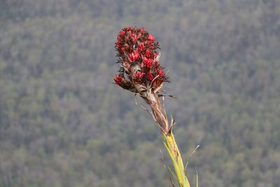 Doryanthes palmeri, photographed by Greg Tasney