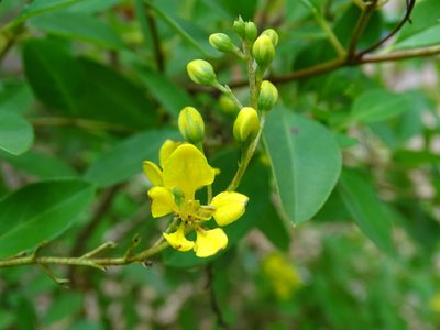 Galphimia paniculata, photographed by Alexis López Hernández