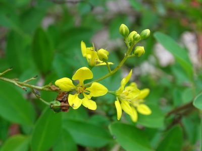 Galphimia paniculata, photographed by Alexis López Hernández