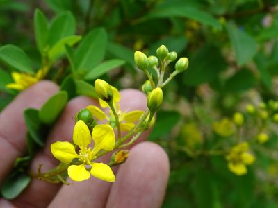 Galphimia paniculata, photographed by Alexis López Hernández