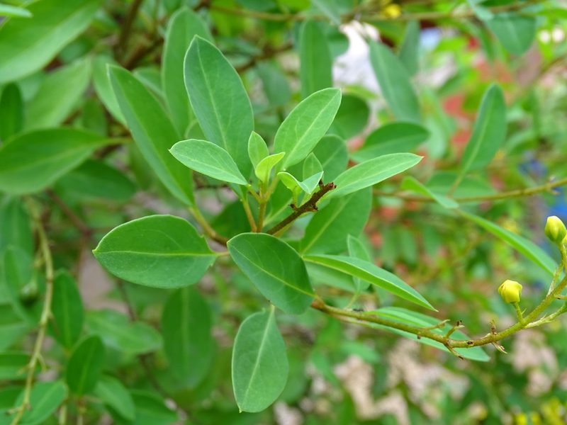 Galphimia paniculata, photographed by Alexis López Hernández