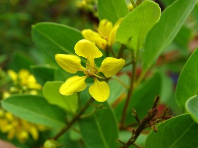Galphimia paniculata, photographed by Alexis López Hernández