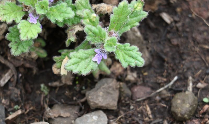 Ajuga sinuata, photographed by Greg Tasney