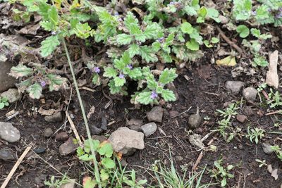 Ajuga sinuata, photographed by Greg Tasney