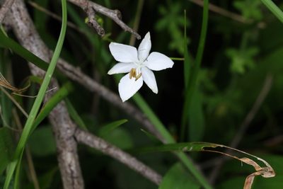 Libertia paniculata, photographed by Greg Tasney