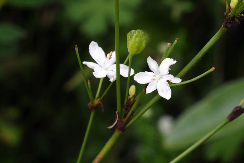 Libertia paniculata, photographed by Greg Tasney