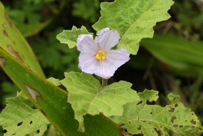 Solanum ditrichum, photographed by Greg Tasney