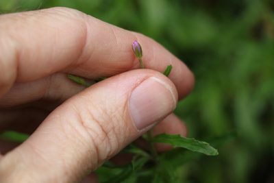 Epilobium billardiereanum, photographed by Greg Tasney