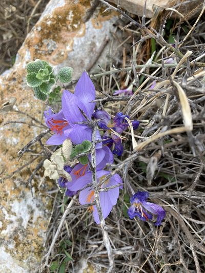 Crocus tournefortii, photographed by helen1688