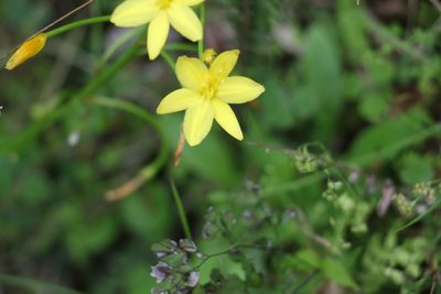 Bulbine vagans, photographed by Greg Tasney