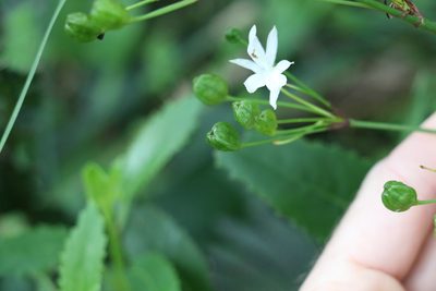 Libertia paniculata, photographed by Greg Tasney