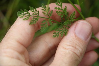 Daucus glochidiatus, photographed by Greg Tasney