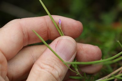 Epilobium billardiereanum, photographed by Greg Tasney
