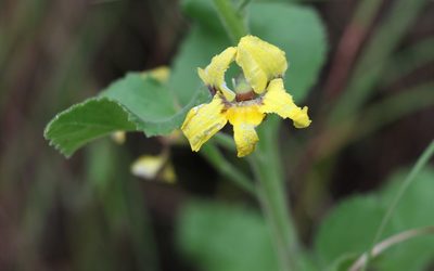 Goodenia grandiflora, photographed by Greg Tasney