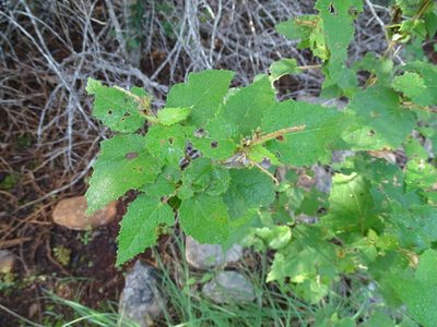 Croton malvavisciifolius, photographed by Alexis López Hernández