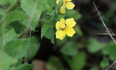 Goodenia grandiflora, photographed by Greg Tasney