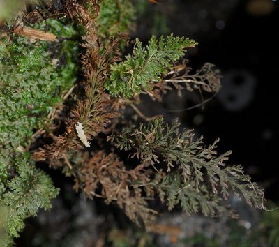 Abrodictyum strictum, photographed by Peter de Lange