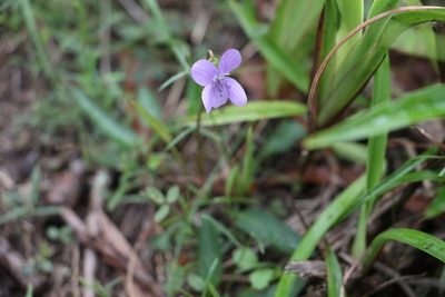 Viola betonicifolia, photographed by Greg Tasney