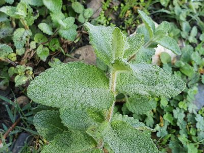 Mentha suaveolens, photographed by Mehdi Chetibi