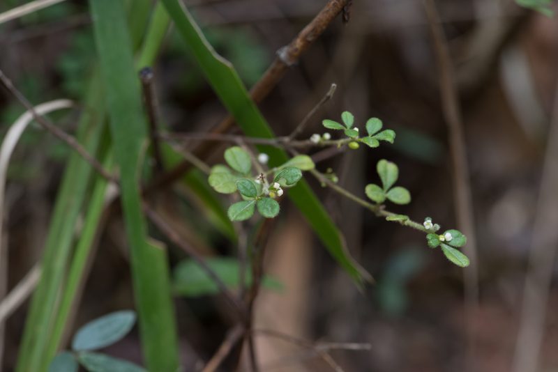 Zieria minutiflora, photographed by Bruce Cathie