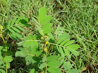 Senna uniflora, photographed by Alexis López Hernández