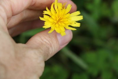 Picris burbidgeae, photographed by Greg Tasney