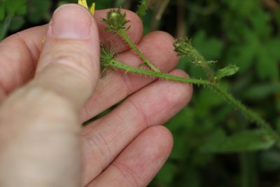 Picris burbidgeae, photographed by Greg Tasney