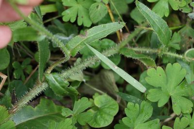 Picris burbidgeae, photographed by Greg Tasney