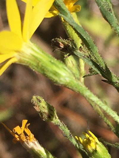 Pityopsis aspera, photographed by Becky Dill