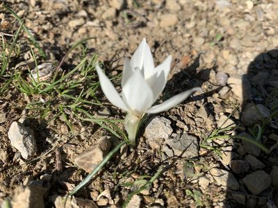 Crocus boryi, photographed by pavlaki1968